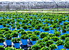 Cutchogue - Oregon Road - Plant Nursery.jpg