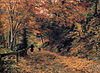 Olga Wisinger-Florian - Falling Leaves.JPG