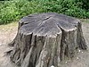 Tree stump1 30u06.JPG