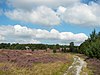 Lüneburger Heide 080.jpg