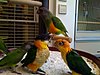 Baby parrots in a pet shop-8a.jpg